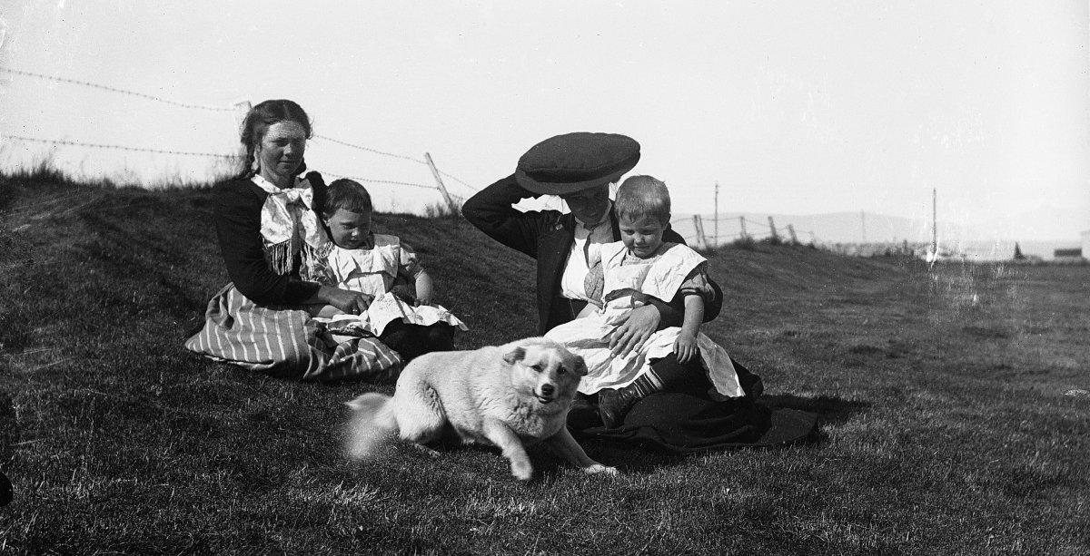 Tuesday Threads - A Hundred Years of Icelandic Dog Culture