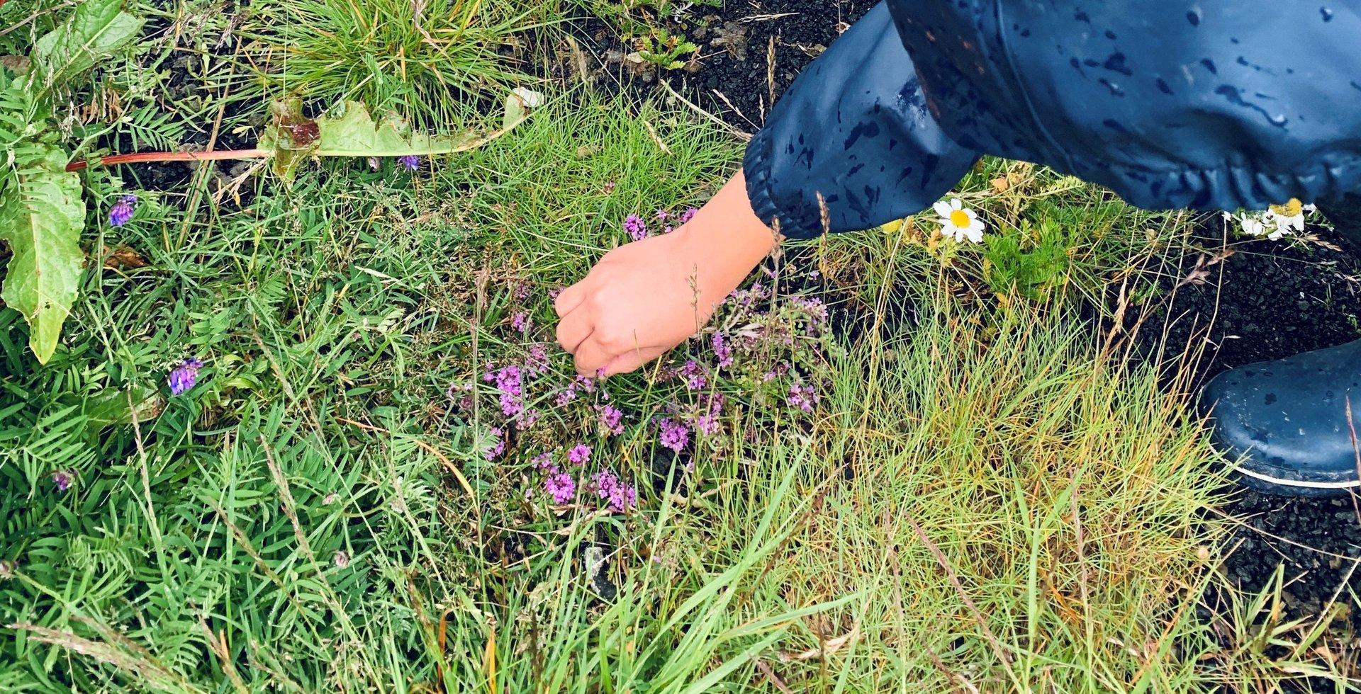 Þjóðsögur og plöntur með Björk Bjarkadóttur