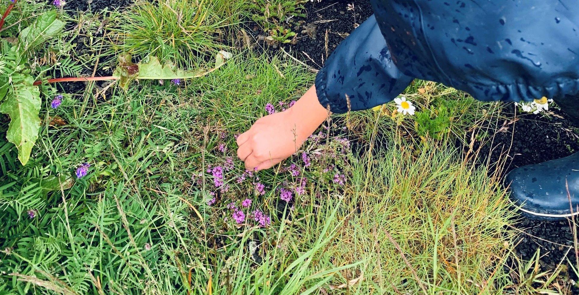 Plants, Monasteries and Children - Educational Walk